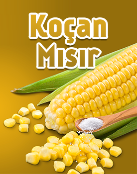 Koçan Mısır